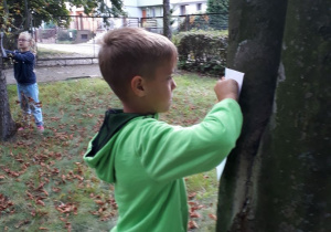 Chłopiec kalkuje korę drzewa.